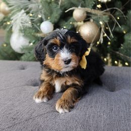 Shawn - Tri-color male Bernedoodle puppy in Murray, Utah from Sun Valley Doodles