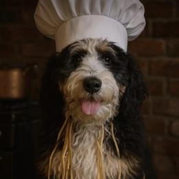 Bernedoodle, Bernese Mountain Dog, and Poodle Puppies from Bubbling Springs Doodles, LLC