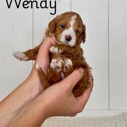 Wendy - Red female Cavapoo puppy in Utah County, Utah from Cascade Springs Doodles