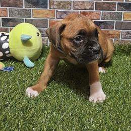 Miss Sox - Fawn female Boxer puppy in Prairieville, Louisiana from Puppy Patch