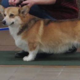 Dually - Pembroke Welsh Corgi