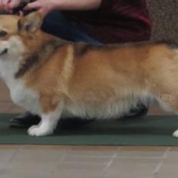 Dually - Pembroke Welsh Corgi