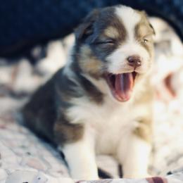 Australian Shepherd Puppies from Cloverdale Australian Shepherds