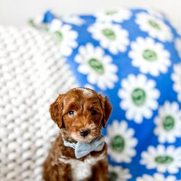Zoro - Red  male Goldendoodle puppy in Springville, Utah from Happy Doodle