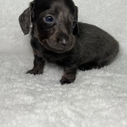Dachshund Puppies from Mini Dachshund Pups LB