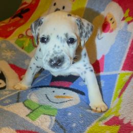 Merlin - White and black male Dalmatian puppy in Las Vegas, Nevada from 101 Dew Dream Valley Dalmatians