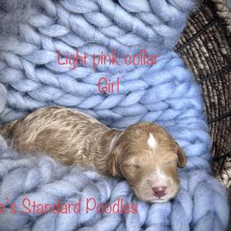Poodle Puppies from Katie’s Standard Poodles