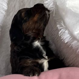 Dark Brown Sable Girl - Brown female Bernedoodle puppy in Toledo, Ohio from Avery Doodle Day LLC