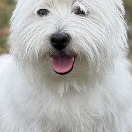 Ellie Mae - West Highland White Terrier