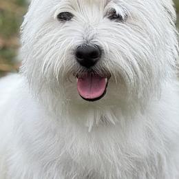 Ellie Mae - West Highland White Terrier