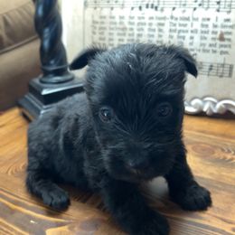 Scottish Terrier Puppies from Oodles of Cuties!