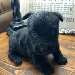 Scottish Terrier Puppies from Oodles of Cuties!