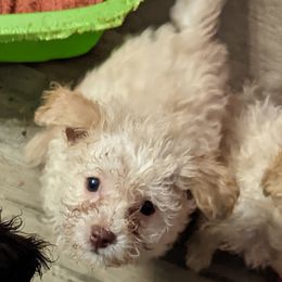 Chihuahua, Cockapoo, Cocker Spaniel, Poodle, Yorkipoo, and Yorkshire Terrier All Grown Up from Baker Kennels