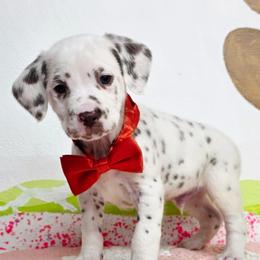 Dare - White and liver brown male Dalmatian puppy in Sedalia, Missouri from Missouri Dalmatians