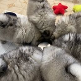 Keeshond Puppies from Kathy Dodge