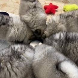 Keeshond Puppies from Kathy Dodge