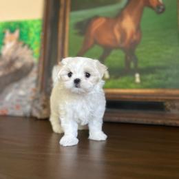 Maltese puppies from House of Paws Kennel