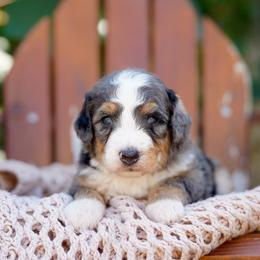 Pickles - Merle male Bernedoodle puppy in Spokane, Washington from Lilac City Doodles