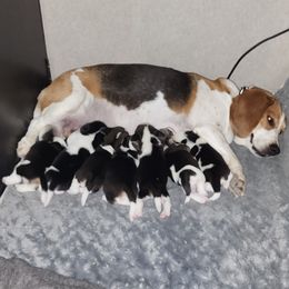 Beagles from Quacks Beagles