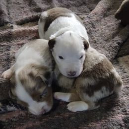 Miniature Australian Shepherds from Spunk Creek Farm