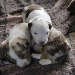 Miniature Australian Shepherds from Spunk Creek Farm