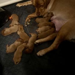 Labrador Retriever Puppies from Lake Crystal Farms Labradors