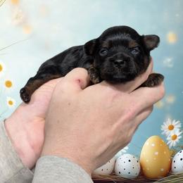 Treble - Black male Shihpoo puppy in Coshocton, Ohio from Forever Family Puppies