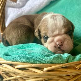 Horus - Fawn and white male Bulldog puppy in Fort White, Florida from Bullgodz English Bulldogs