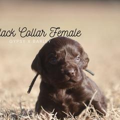 Girl 2 - Liver female Boykin Spaniel puppy in Capron, Virginia from Triple Creek Kennel