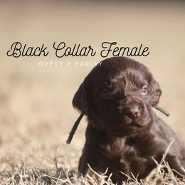 Girl 2 - Liver female Boykin Spaniel puppy in Capron, Virginia from Triple Creek Kennel