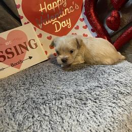 Pierce - White and tan male Morkie puppy in Taylorsville, North Carolina from Mountain Top Hot Tailz