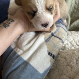 Light blue boy - Red male Pembroke Welsh Corgi puppy in Largo, Florida from Nauti Corgi’s
