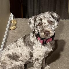 Zena - Assorted Doodle Crosses