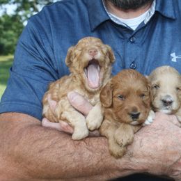 Goldendoodle Puppies from Taylor Town Doodles