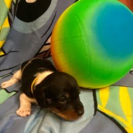 CAMI - Piebald female Dachshund puppy in Elizabethtown, Kentucky from Teeny Tiny Puppy Tails