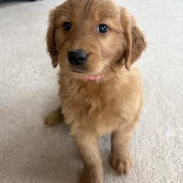 Twilight Sparkle - Dark golden female Golden Retriever puppy in Mountain Home, Idaho from Poppy's Garden Golden Retrievers