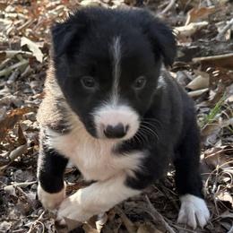 Catkin - Black and white female Border Collie puppy in Paris, Texas from Broadmoor Farm