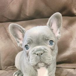French Bulldog Puppies from Galm Frenchies