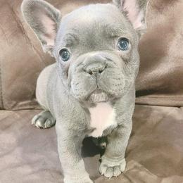French Bulldog Puppies from Galm Frenchies