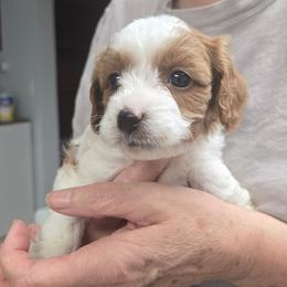 Rumi - Blenheim female Cavapoo puppy in Conklin, Michigan from Lake Michigan Couture Cavapoos & Cockapoos