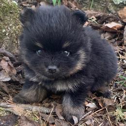 Black and tan - Black and tan male Pomeranian puppy in Gadsden, Alabama from Rich Cat’s