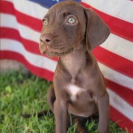 Lily Solid liver - Liver female German Shorthaired Pointer puppy in Banning, California from ⭐🦆 So Cal on Point GSP'S🇺🇲🇩🇪 lg