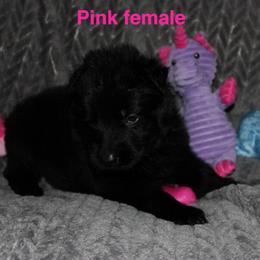 Pink female - Black female German Shepherd puppy in Ann Arbor, Michigan from Von Der Havier German Shepherds