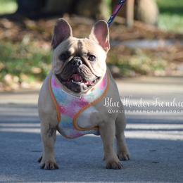 Meredith - French Bulldog