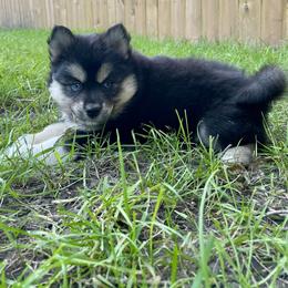 Pomsky Puppies from Blue Sky Pomsky