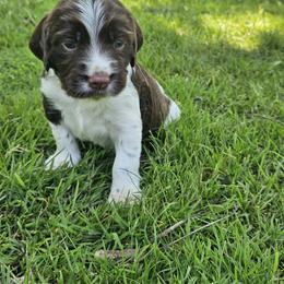Boy 2 - male English Springer Spaniel puppy in Davenport, Iowa from Hearthstone Springers
