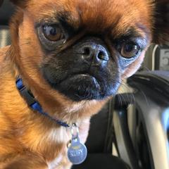 Brussels Griffons from Gold Country Griffs