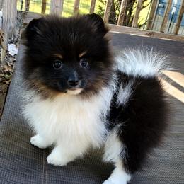 Katie - Black parti female Pomeranian puppy in Forsyth, Illinois from Amazing Grace Pomeranians