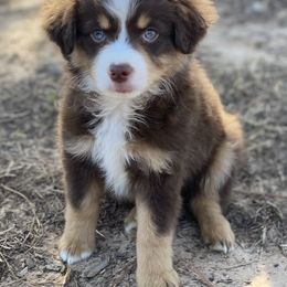 Boy 3 - Miniature Australian Shepherd puppy in Paris, Texas from Kuttin’ Up Mini Aussies