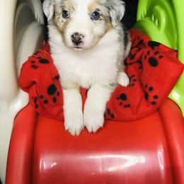 Australian Shepherd Puppies from Topaz Aussie’s